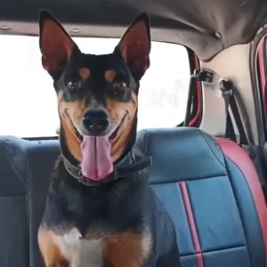 A Black and Brown Street dog ( Looks like Doberman with Tail ) Dog Missing from Bouta Waddo, Assagao