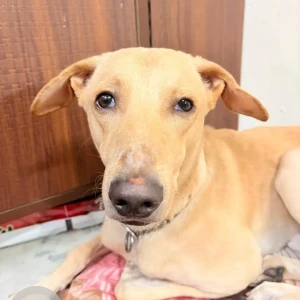 A Light Brown Indian Dog Missing from Lakshmi Nagar, New Delhi-2