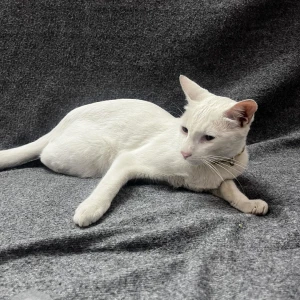 A White Indian Cat Found from Bengaluru