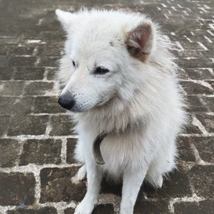A White Pomeranian Dog Missing from 6B Orandiyam Kovil Avenue Velachery