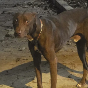 A Brown Dont know Dog Found from Santacruz West, Mumbai-2