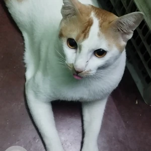 A White Indie Cat Missing from Kolkata