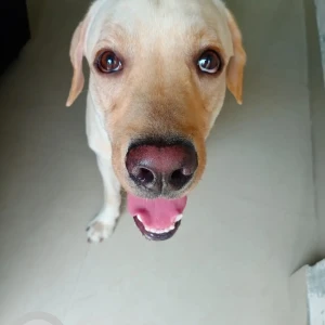 A Light Brown Labrodor Dog Missing from Pune