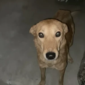 A Brown Indie Dog Missing from Mumbai