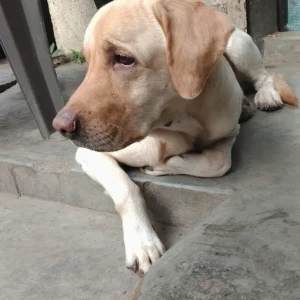 A Light Brown Labrodor Dog Missing from Pune-6