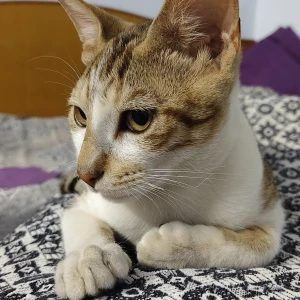 A White and Grey Local Cat Missing from Ganganagar, near kanahiya pan center, saijpur bogha, ahmedabad - 382345-2