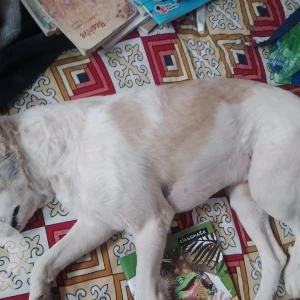 A White-Brown Mix Pom mix Dog Found from Sarita Vihar, New Delhi-3