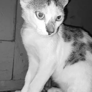 A Black and White Stray cat Cat Missing from Chakiya, Prayagraj