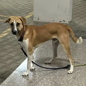 A White-Brown Mix Country Dog Missing from Kotiganahalli, Bengaluru