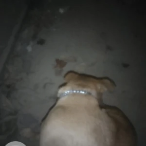 A Brown Look like pitbull Dog Found from Kuvempu Nagar, Stage 2, BTM Layout-3