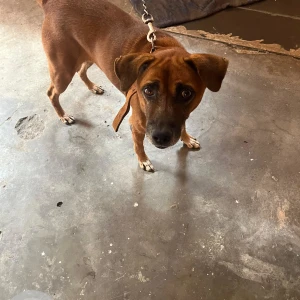 A Black and Brown Street dog Dog Missing from Pandri, Raipur-3