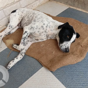 A Black and White Labrador Dog Found from Hadapsar, Bhigwan