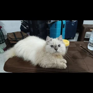 A White Persian Cat Missing from Guwahati