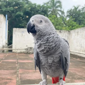 A White and Grey African grey parrot Bird Missing from Sai Baba Colony, Coimbatore