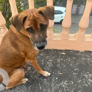 A Black and Brown Street dog Dog Missing from Pandri, Raipur