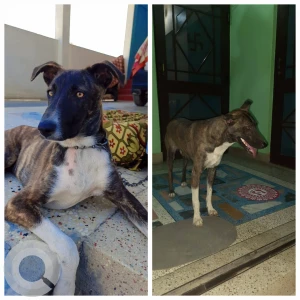 A Black and Brown Indie Dog Missing from Banjarawala, Dehradun