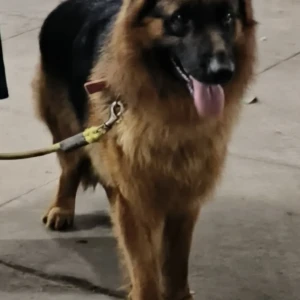 A Black and Brown German Shepherd Dog Found from Old Malakpet, Hyderabad