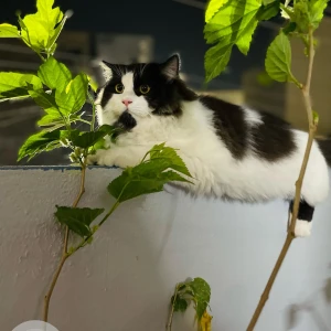 A Black and White Ragdoll Cat Missing from 9-4-51/A/5/2 Hakeempet tolichowki