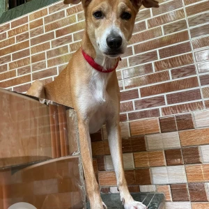 A White-Brown Mix Indian Dog Missing from Mumbai