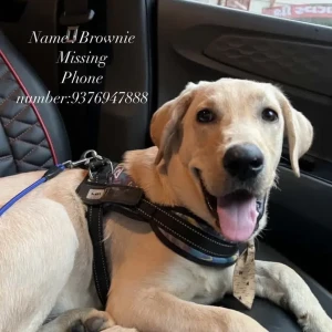A Brown Labrador Dog Missing from Valsad Tithal batch near swaminaryan temple