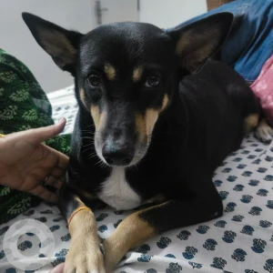 A Black Indie Dog Found from Greater Noida