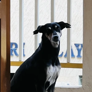 A Black and White Indie Dog Missing from Bengaluru