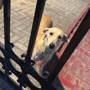 A White-Brown Mix Indie Dog Missing from Sector 104, Noida-3