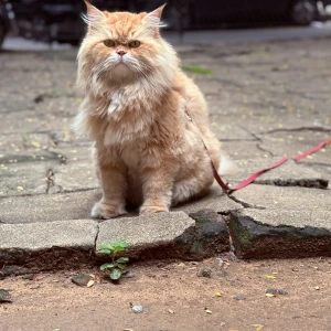 A Orange Persian Cat Missing from Anna Nagar, Chennai