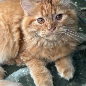A Golden Persian Cat Missing from Sector 59, Mohali
