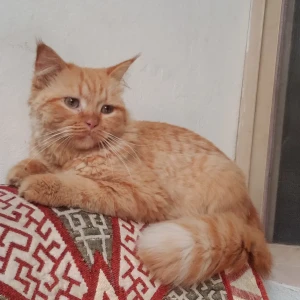 A Orange Persian Cat Missing from Greater Hyderabad Municipal Corporation Central Zone, Hyderabad-2