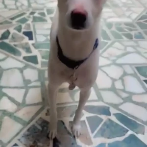 A White-Brown Mix Indie Dog Missing from New Delhi-4