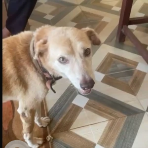 A Light Brown Street dog Dog Missing from Bouta Waddo, Assagao