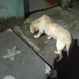 A White White labrador Dog Found from Seen on 4th Street , kamaraj nagar, avadi , chennai 71-2