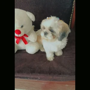 A White-Brown Mix Shih Tzu Dog Missing from Sector 39 B-4
