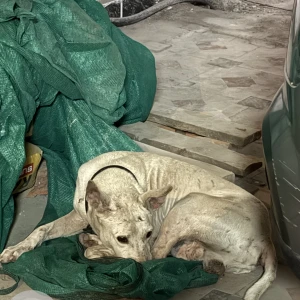 A White Indie Dog Found from Plot no 116 , 1st main road bhuvaneshwari nagar , Behind chennai siks , Velachery , Chennai -42