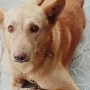 A Dusky Indie Dog Missing from Lingavaram, Lingavaram