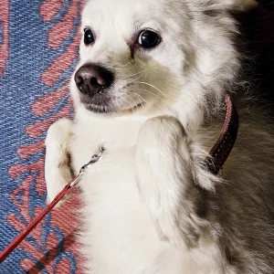 A White Pomeranian Dog Missing from BUDHESWAR, Lucknow-2