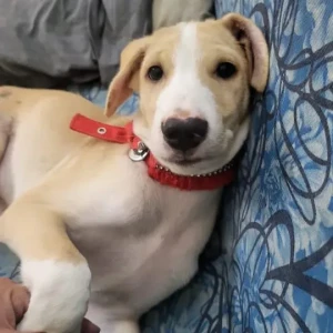 A Golden Indie - Street Dog Dog Missing from Lucknow