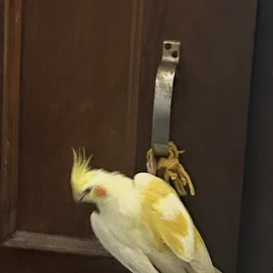 A White cockataiel Bird Missing from Lakhpedabagh, Barabanki-3