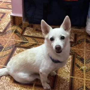 A White Pomeranian Dog Missing from Alandur