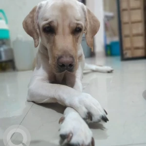 A Light Brown Labrodor Dog Missing from Pune-8