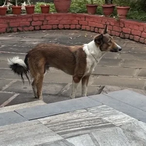 A White-Brown Mix Indie Dog Missing from Civil Lines, Nagpur