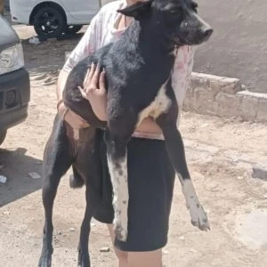 A Black and White Stray Dog Missing from Sector 43
