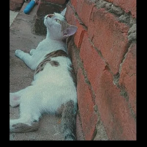 A Black and White Stray cat Cat Missing from Prayagraj-2