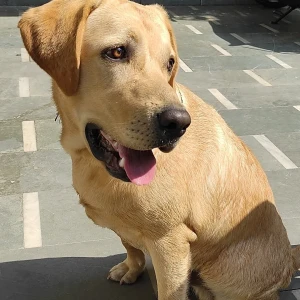 A Golden Labrador Retriever Dog Missing from B-37/120 jagannathpuri colony, rathyatra varanasi