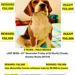 A White-Brown Mix Beagle Dog Found from Sector 3, Samspur