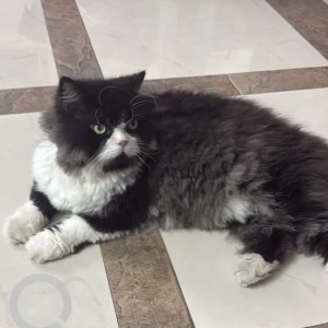 A Black and White Persian Cat Missing from Chetpet, Chennai-2