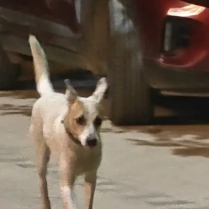 A White-Brown Mix Indie Dog Found from Ardee City Gate 1 Road,Near Zooper-2