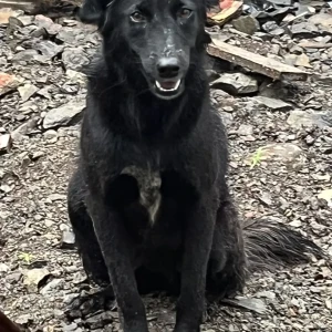 A Black Flat-Coated Retriever Dog Found from Kondhwa, Pune