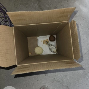 A White Budgie Bird Found from Safedabad, Barabanki